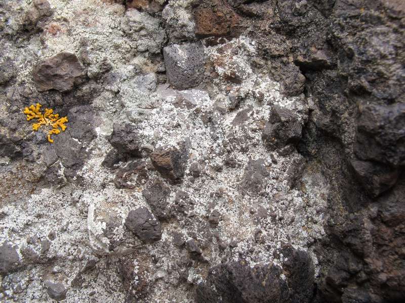 [Trapelia coarctata]